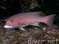 California Sheephead (Semicossyphus pulcher) with a deformed jaw