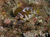 Copper Rockfish (Sebastes caurinus)