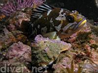Copper Rockfish (Sebastes caurinus) & aFurry Hermit Crab (Paguristes ulreyi)
