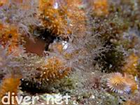 Red Sea Cucumber (Pachythyone rubra)