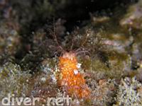 Red Sea Cucumber (Pachythyone rubra)