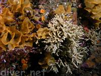 Fluted Bryozoan (Hippodiplosia insculpta) & Northern Staghorn Bryozoan (Heteropora pacifica)