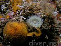 Orange Puffball Sponge (Tethya aurantia), a small anemone, & Fluted Bryozoan (Hippodiplosia insculpta) 