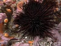 Crowned Sea Urchin (Centrostephanus coronatus)