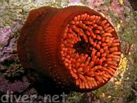 Fish-Eating Anemone (Urticina piscivora)
