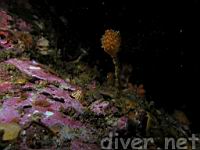 (Boltenia villosa) Spiny-Headed Tunicate