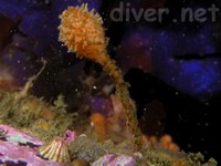 (Boltenia villosa) Spiny-Headed Tunicate