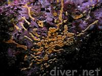 Colonial Tunicate (Didemnum carnulentum)