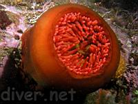 Fish-Eating Anemone (Urticina piscivora)