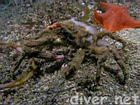 Moss Crab (Loxorhynchus crispatus) aka Masking Crab