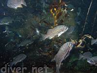 Blue rockfish (Sebastes mystinus) and small swimming shrimps