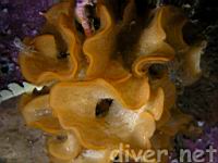 Fluted Bryozoan (Hippodiplosia insculpta)
