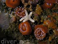 juvenile sea star & club-tipped anemones (Corynactis californica)