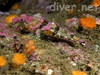 Coralline Sculpin (Artedius corallinus) & Orange Cup Coral (Balanophyllia elegans)