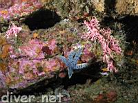 Giant Spined Star (Pisaster giganteus) & California Hydrocoral (Stylaster californicus)