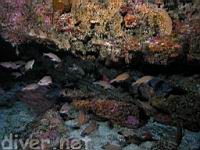 Squarespot rockfish (Sebastes hopkinsi)