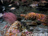 A Treefish (Sebastes serriceps) & Squarespot rockfish (Sebastes hopkinsi)