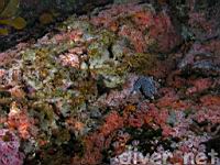 Gray Moon Sponge (Spheciospongia confoederata) & Club-Tipped Anemones (Corynactis californica)
