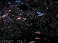 Squarespot rockfish (Sebastes hopkinsi), Blacksmith (Chromis punctipinnis), and a Señorita (Oxyjulis californica)