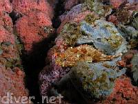 California Scorpionfish (Scorpaena guttata) on a Gray Moon Sponge (Spheciospongia confoederata)