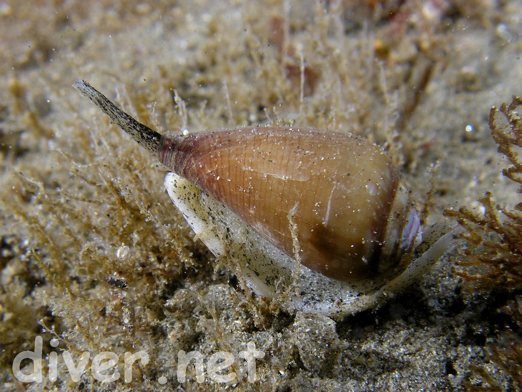 Conus californicus, California Cone Snail