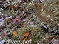 Coralline Sculpin (Artedius corallinus) & a Flat Abalone (Haliotis walallensis)