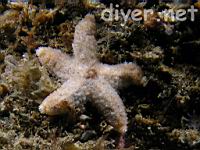 juvenile sea star