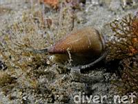 California Cone Snail (Conus californicus)