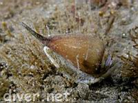 California Cone Snail (Conus californicus)
