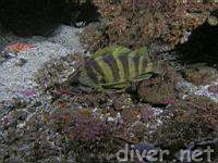Treefish (Sebastes serriceps)