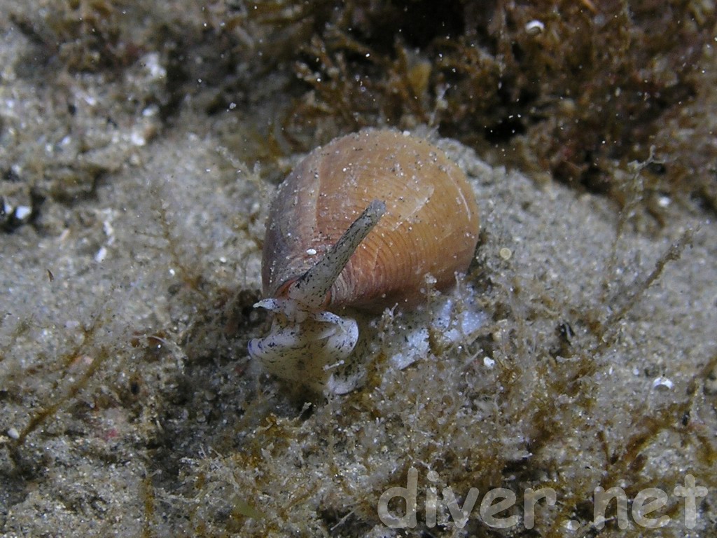 Conus californicus, California Cone Snail
