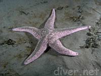 Short Spined Sea Star (Pisaster brevispinus)