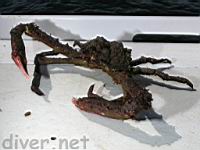 Moss Crab (Loxorhynchus crispatus) aka Masking Crab