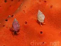 Hermit Crabs (Pagurus sp. 1) on Red encrusting sponge (Ophlitaspongia pennata)