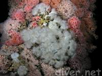 Plumose Anemones (Metridium senile) sorrunded by Club-Tipped Anemones (Corynactis california)