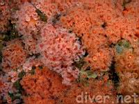 Rock Scallops (Crassedoma giganteum) covered with Club-Tipped Anemones (Corynactis california)