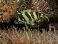 Treefish (Sebastes serriceps) & Spiny Brittle Stas (Ophiothrix spiculata)
