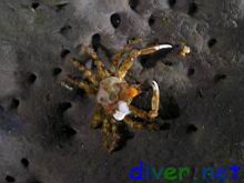 Loxorhynchus crispatus (Moss Crab) on Spheciospongia confoederata (Gray Moon Sponge)