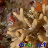 Small Crabs on Heteropora pacifica (Northern Staghorn Bryozoan)