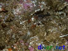 Artedius corallinus (Coralline Sculpin)