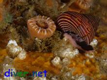 Calliostoma ligatum (Blue Top Snail) & a Cup Coral