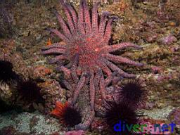 Pycnopodia helianthoides (Sunflower Sea Stars)