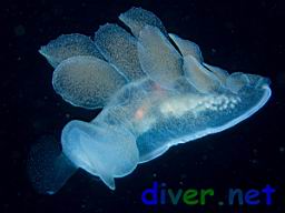 Melibe leonina (Lion Nudibranch) swimming