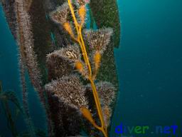 Obelia sp. (Hydroids) on Macrocystis pyrifera (Giant Kelp)