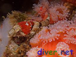 Artedius corallinus (Coralline Sculpin) and Corynactis californica (Club-Tipped Anemones)