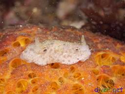 Atagema alba on a Tethya aurantia (Orange Puffball Sponge) just South of the Boilers at San Nicolas Island, California