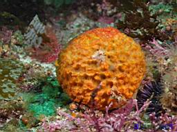Tethya aurantia (Orange Puffball Sponge)