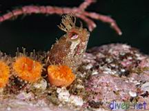 Neoclinus uninotatus (One-Spot Fringehead), Balanophyllia elegans (Orange Cup Coral)