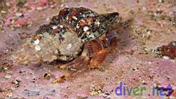 Haigiopagurus diegensis (Bluemouth Hermit Crab)