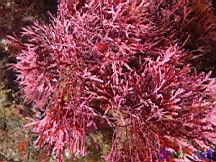 Calliarthron tuberculosum (Articulated coralline algae)
